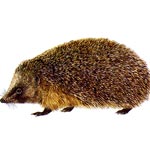 Hedgehog