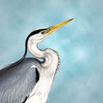 Heron