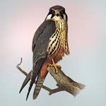 Hobby Falcon