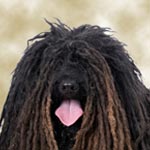 Hungarian Puli