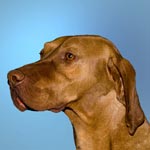 Hungarian Vizsla