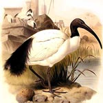 Ibis