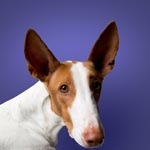 Ibizan Hound