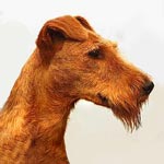 Irish Terrier