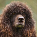 Irish Water Spaniel