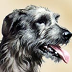 Irish Wolfhound