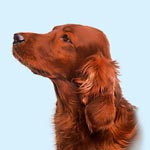 Irish Setter