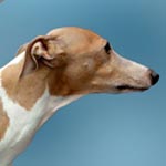 Italian Greyhound