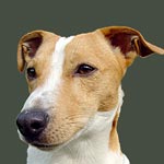 Jack Russell Terrier