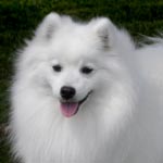 Japanese Spitz