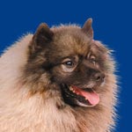 Keeshond (Wolfsspitz)