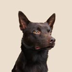 Australian Kelpie