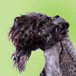 Kerry Blue Terrier