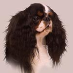 King Charles Toy Spaniel