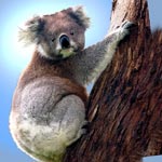 Koala