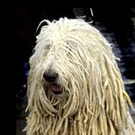 Komondor