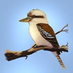 Kookaburra