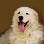 Kuvasz