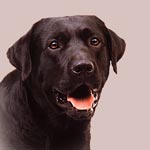 Labrador