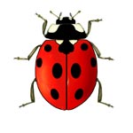 Ladybird
