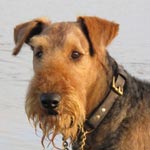 Lakeland Terrier