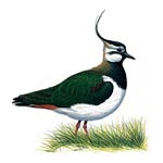 Lapwing