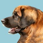 Leonberger