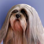 Lhasa Apso