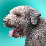 Lagotto Romagnolo