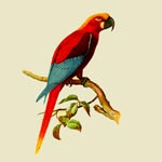 Macaw