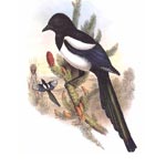 Magpie