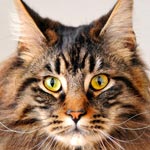 Maine Coon Cat