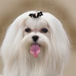 Maltese Terrier