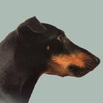 Manchester Terrier