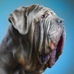 Neapolitan Mastiff