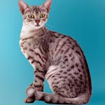 Egyptian Mau Cat