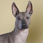 Mexican Hairless Dog