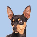 Miniature Pinscher