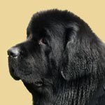 Newfoundland Dog