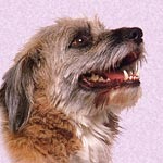 Norfolk Terrier