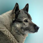 Norwegian Elkhound