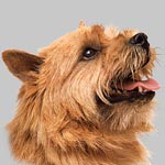 Norwich Terrier