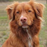 Nova Scotia Duck Tolling Retriever