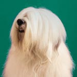 Old English Sheepdog