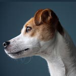 Parson Russell Terrier