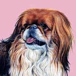 Pekingese