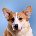 Pembroke Welsh Corgi