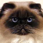 Persian Cat