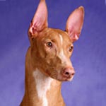 Pharaoh Hound