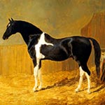 Piebald Horse